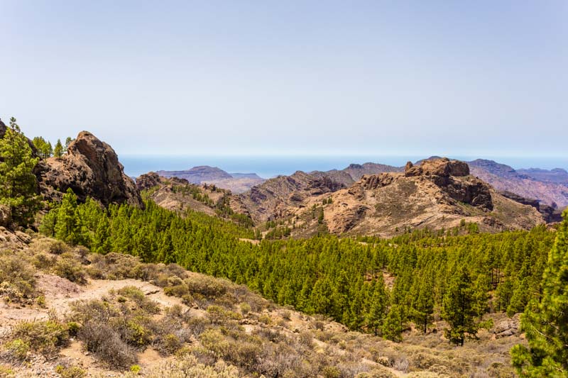 Bosque canario de pinos, paisaje en la subida al Roque Nublo, Gran Canaria