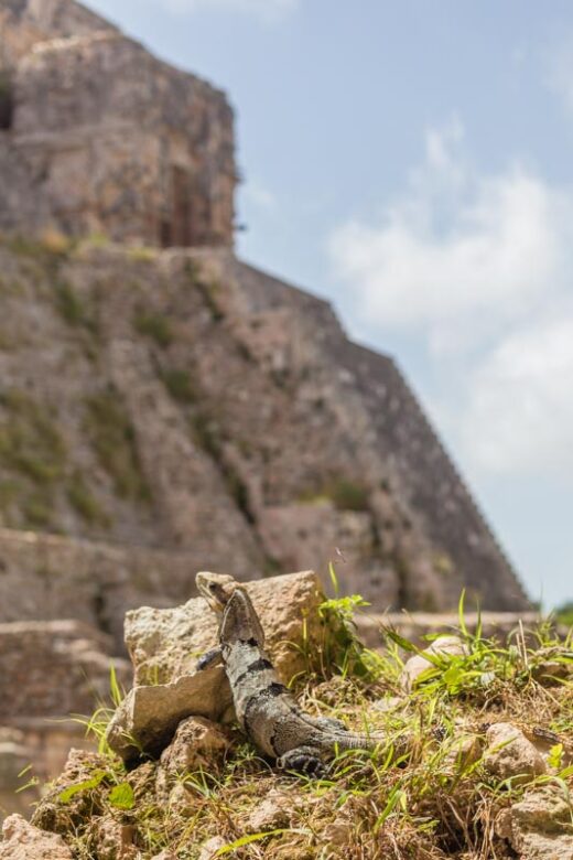 Zona Arqueológica de Uxmal, Yucatán, México. Una iguana mira a la Pirámide del Adivino